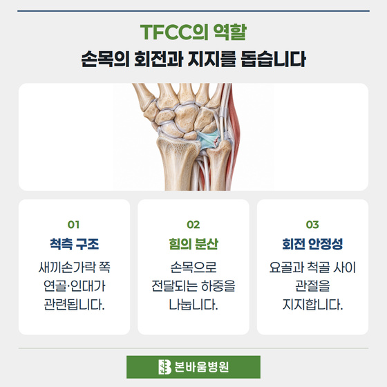 은평구정형외과 손목 척측 TFCC 해부 그림 — TFCC의 역할 · 손목의 회전과 지지를 돕습니다
