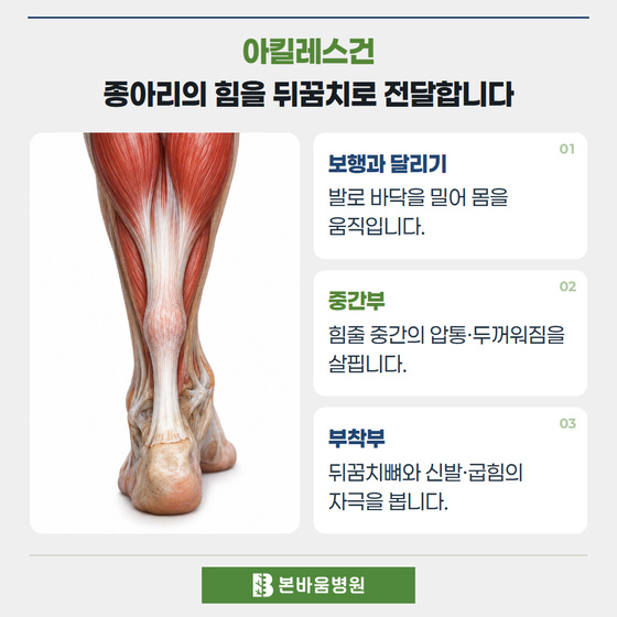 은평구정형외과 아킬레스건 뒤쪽 해부 그림 — 아킬레스건 · 종아리의 힘을 뒤꿈치로 전달합니다